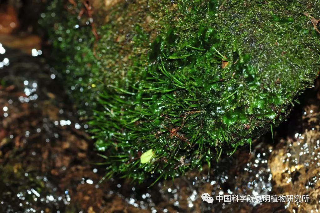 科普文章|苔藓植物初印象之—云南水生苔藓植物掠影