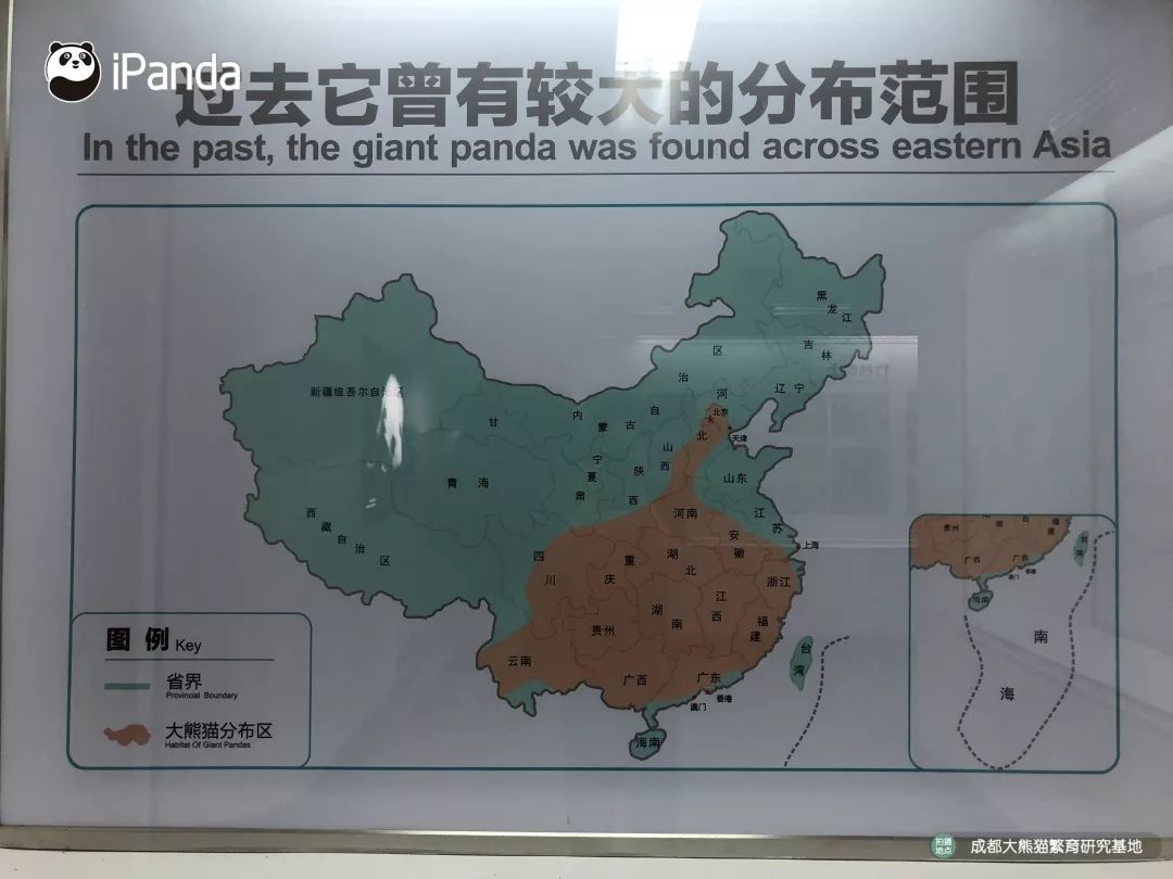 历时12年82万余字向世人展示大熊猫那150年鲜为人知的事儿