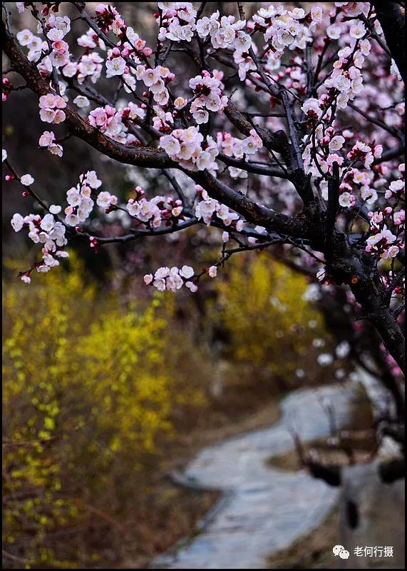 其它赏杏花处:天坛,北宫森林公园,响水湖等 西堤山桃别样景