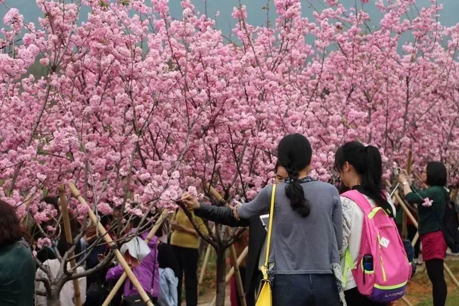 从化天适樱花园浪漫樱花林,与你浪漫邂逅 !