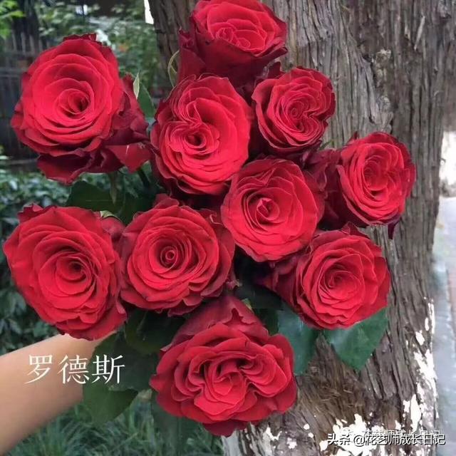 10款进口玫瑰品种介绍,每一款都美出天际!_花瓣