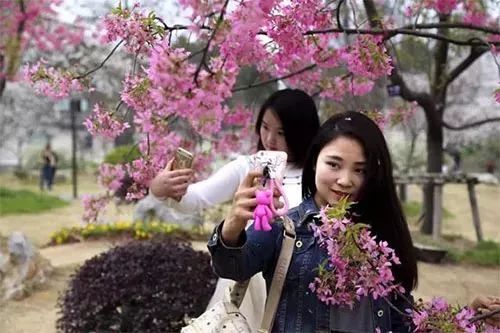 花飞雪短剧，绽放的艺术魅力与观众共鸣