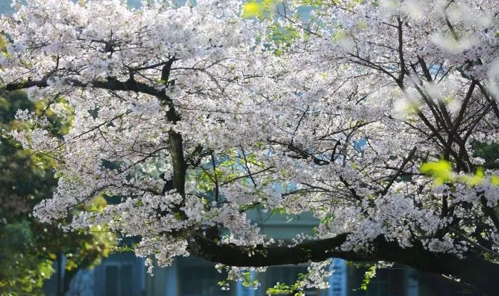 有樱花约1000多株 以日本樱花,山樱花,垂枝大叶早樱和红花高盆樱为主