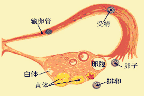 卵泡小会排卵吗 导致卵泡小的四大原因分析