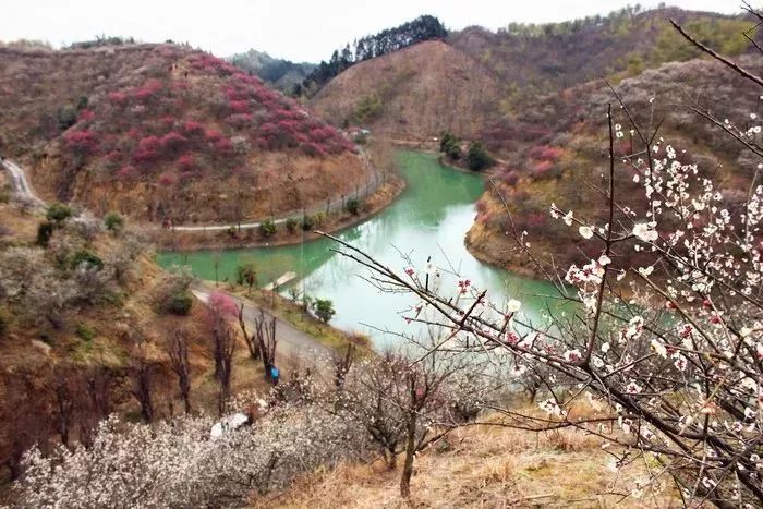 【2.24 梅花沟(已成行 探秘安吉梅花沟,踏春挖笋赏千亩梅林