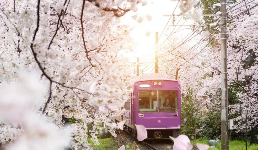 樱花季时两边的樱花洒落,会把你带进童话世界里, 樱花隧道200公尺的