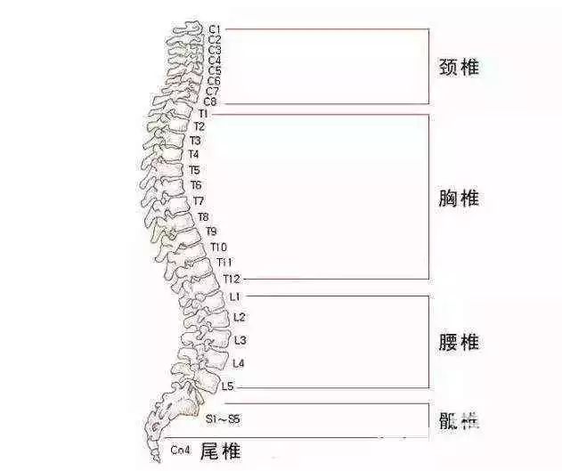 成语十什么如椎_成语故事简笔画(4)