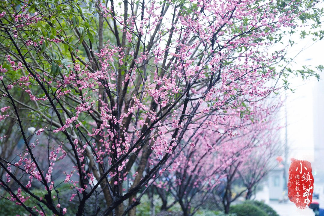 江南无所有聊赠一枝春小镇里梅花开得正好