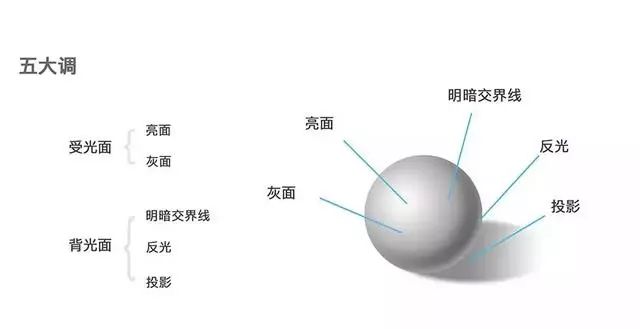 亮面 2.灰面 3.明暗交界线 4.反光 5.投影