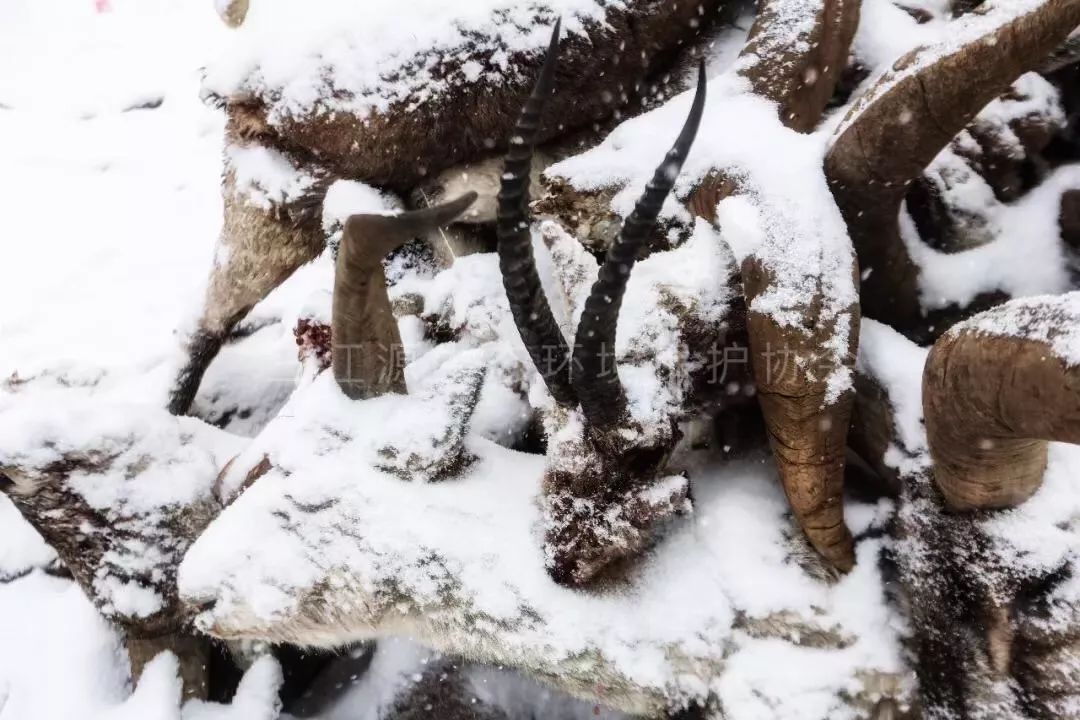 我们的新春佳节它们在生死边缘拯救雪灾中奄奄一息的生命