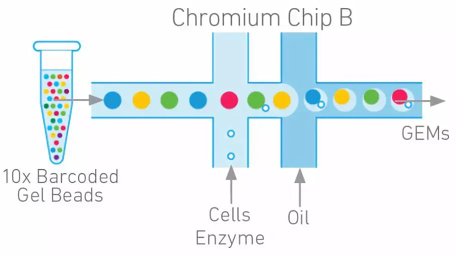 科普| 单细胞转录组测序之10× genomics技术