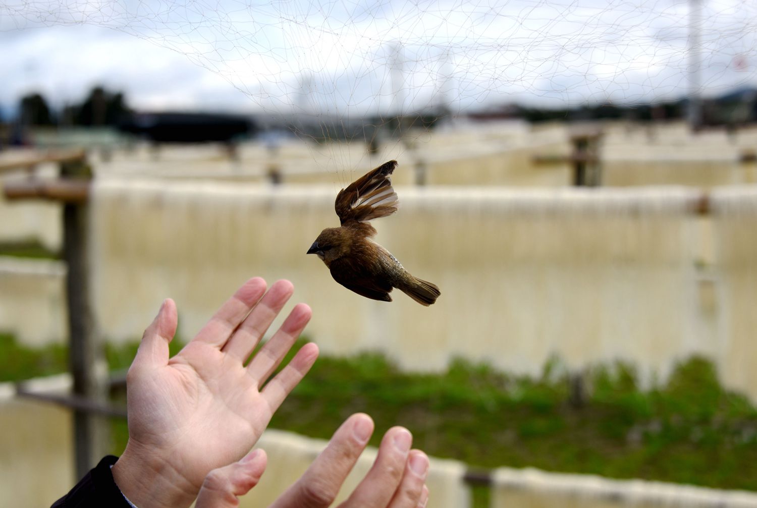 浙江仙居:放飞小鸟 保护生态