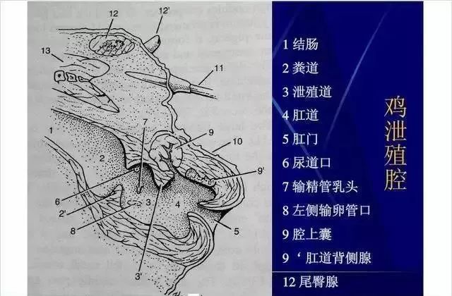 腔上囊,又名法氏囊,由意大利解剖学家法布里奇乌斯首次发现 作者