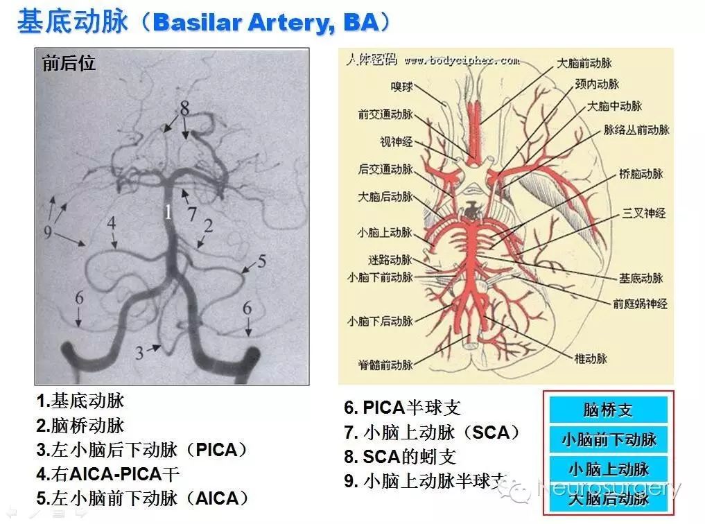 【推荐】脑动脉分段,分支图解