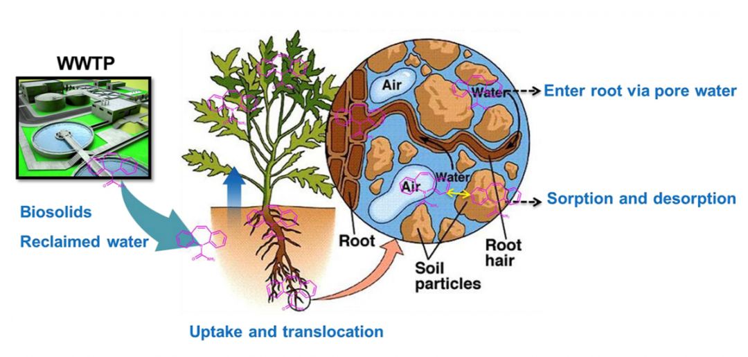 however, little is known about the role of pore water in plant