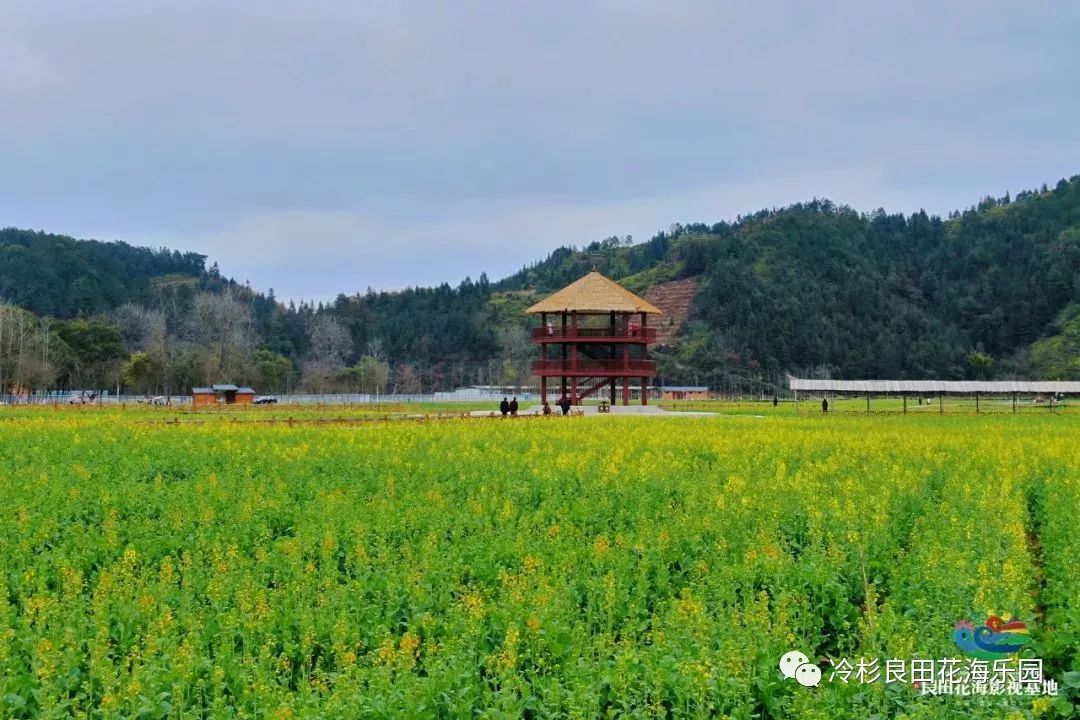 【冷杉头条】38元抢冷杉良田花海影视基地通票!