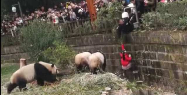 女孩掉進了熊貓園，三只大熊貓氣勢洶洶跑來，場面是這樣的 寵物 第2張