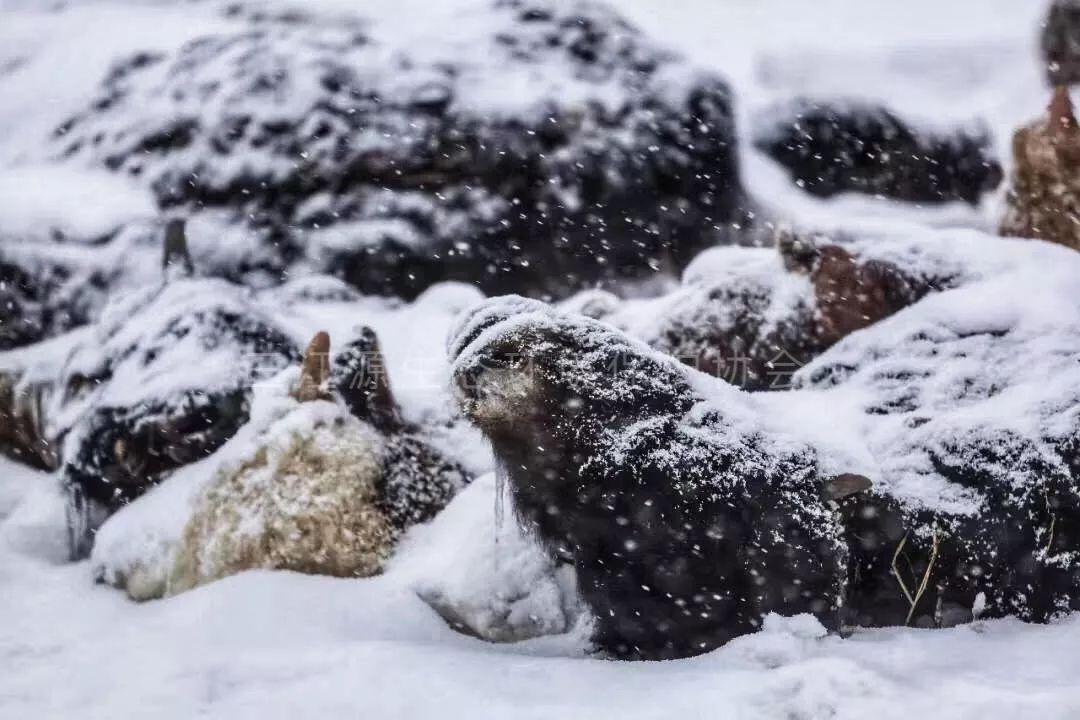 我们的新春佳节,它们在生死边缘!拯救雪灾中奄奄一息的生命!