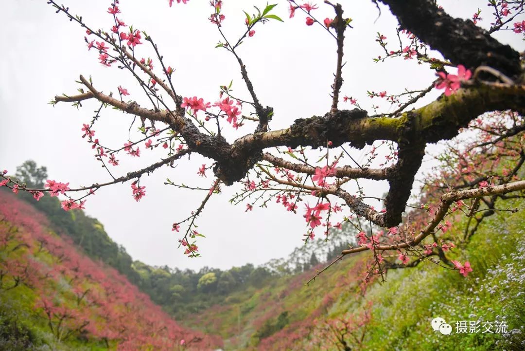 【吕田鹰嘴桃花】黄彦摄影