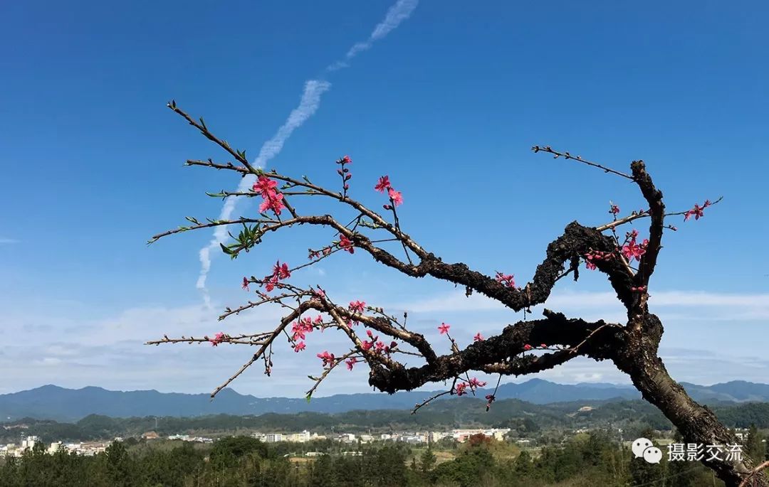 【吕田鹰嘴桃花】黄彦摄影