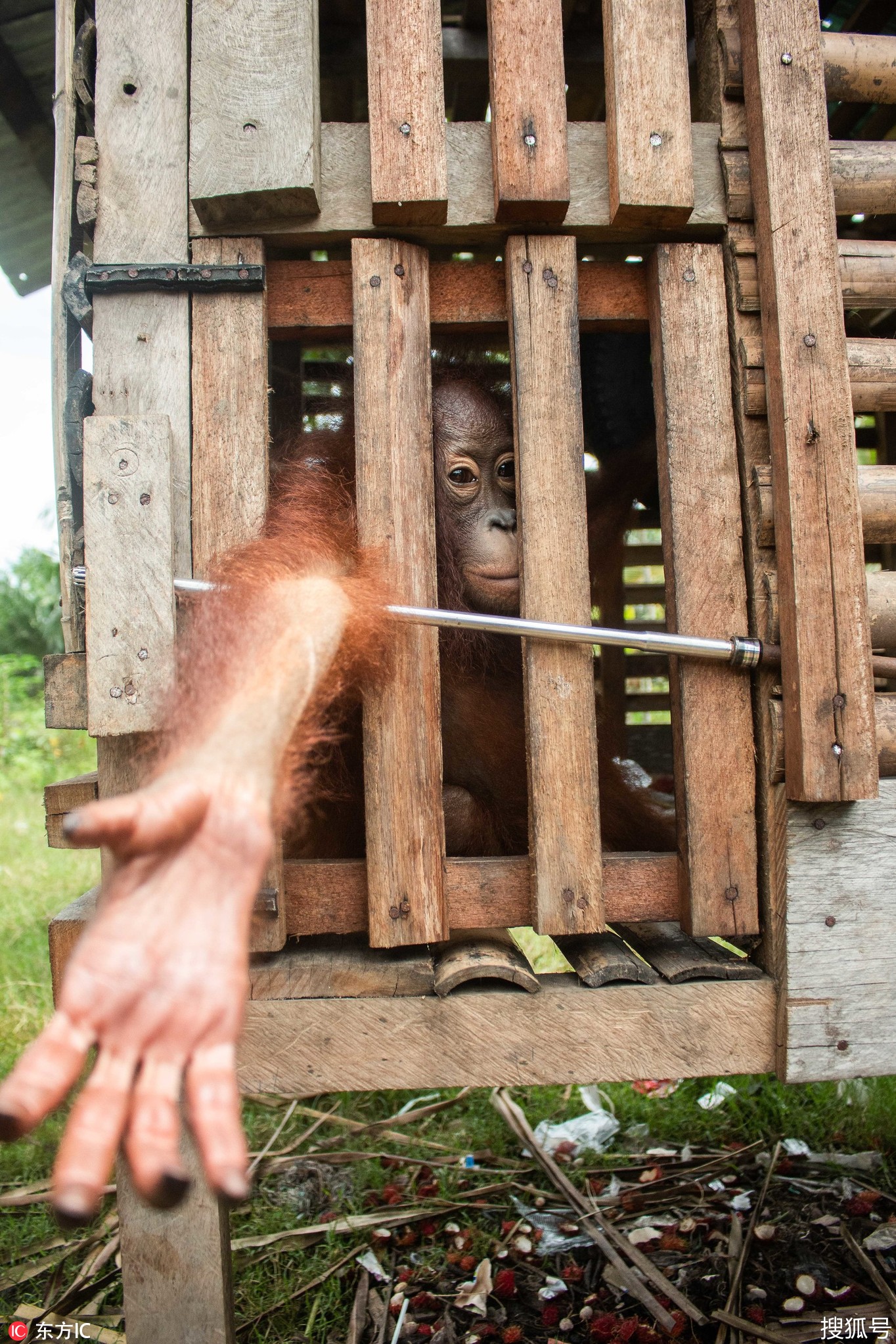 心酸!印尼红毛猩猩被囚禁小木箱近四年后重获自由