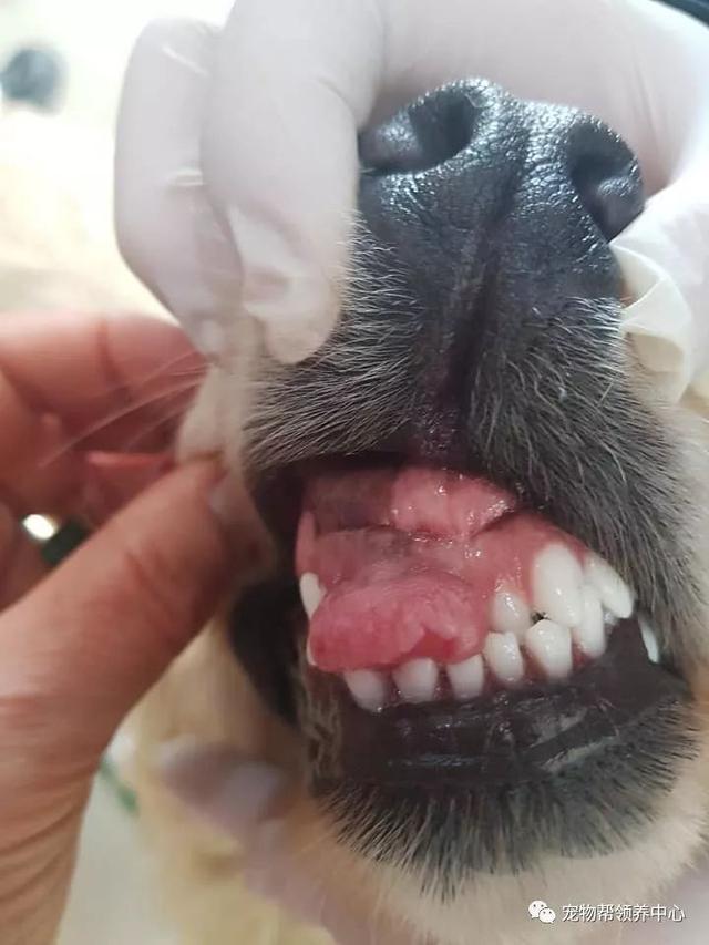 狗狗的口腔也有很严重的炎症,久病不医,导致牙龈处仿若长了肿瘤一般