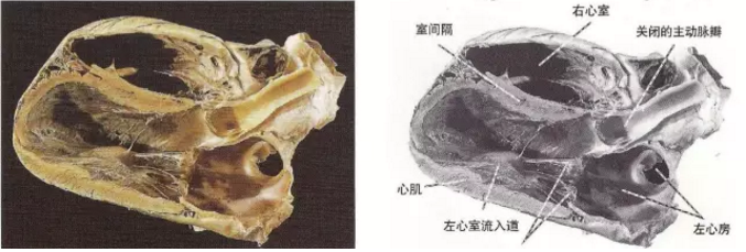 动物心脏超声的检查