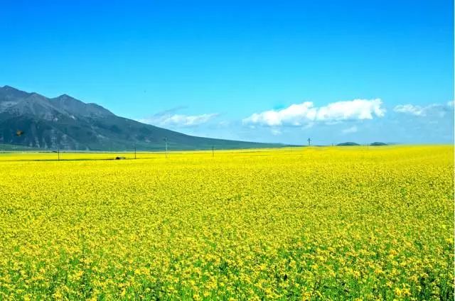 中国最美油菜花海地图大全!那么多漂亮油菜花,你最爱哪个?