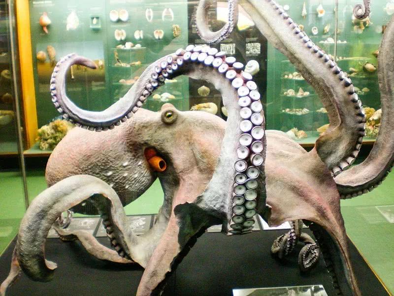 巨型章鱼