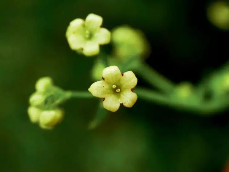 留行乌梅金樱子地榆穿心莲连翘密蒙花锦灯笼水红花子白前鸭跖草木瓜注