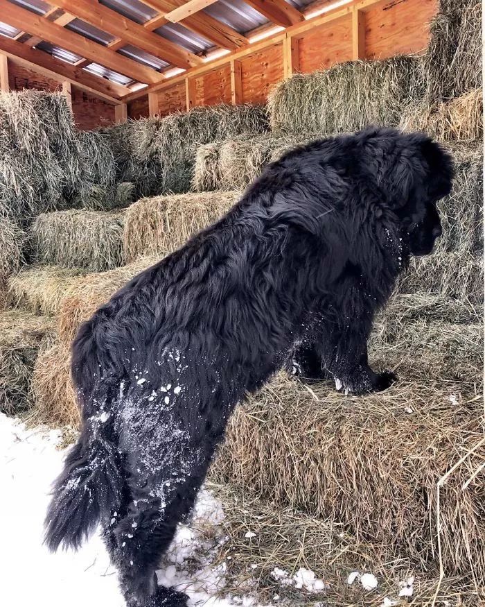 养一只巨巨巨巨巨巨巨巨巨巨大的纽芬兰犬 这屎估计要铲不少 狗狗