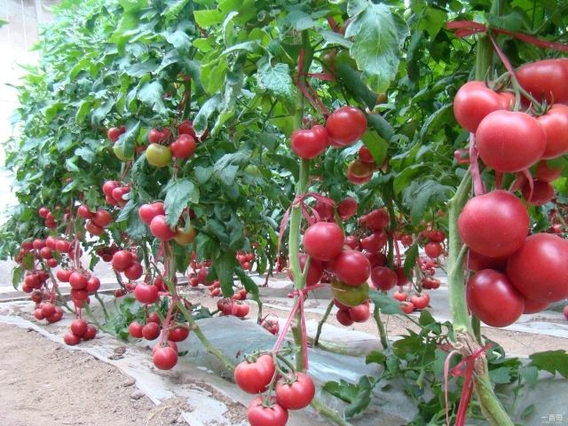 种西红柿,浇水也是一门学问,种植实用