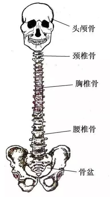 我们的脊柱是由头颅骨,颈椎,胸椎,腰椎,骨盆(包括骶骨与尾骨)组成的.