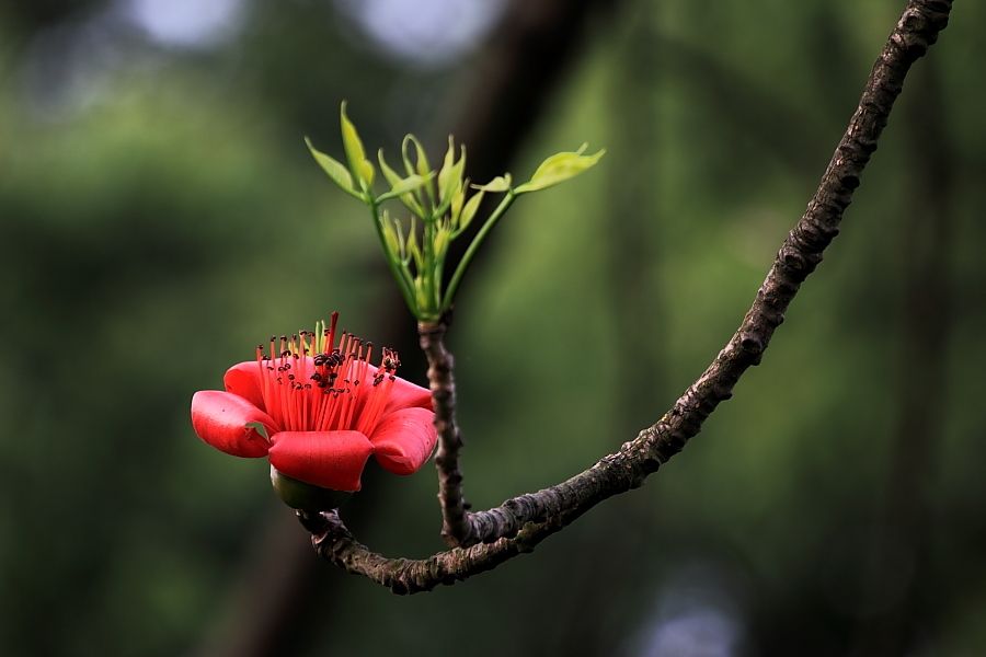 春寒诗词精选一十六首花柳无消息春寒可奈何