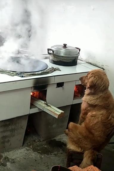 金毛看到妈妈在做饭过来帮忙添柴烧火顺便烤个火
