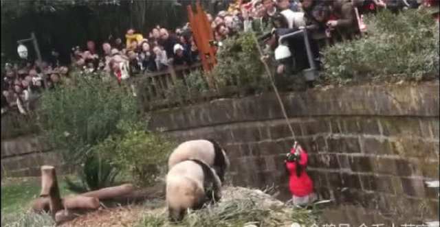 女孩掉進了熊貓園，三只大熊貓氣勢洶洶跑來，場面是這樣的 寵物 第1張