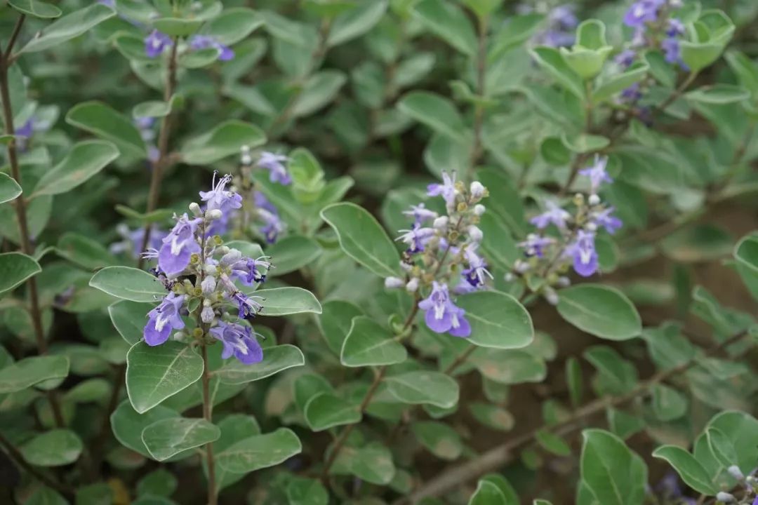 红花青葙子藿香西河柳射干金银花,忍冬藤苦参黄芪黄芩木芙蓉叶麦冬