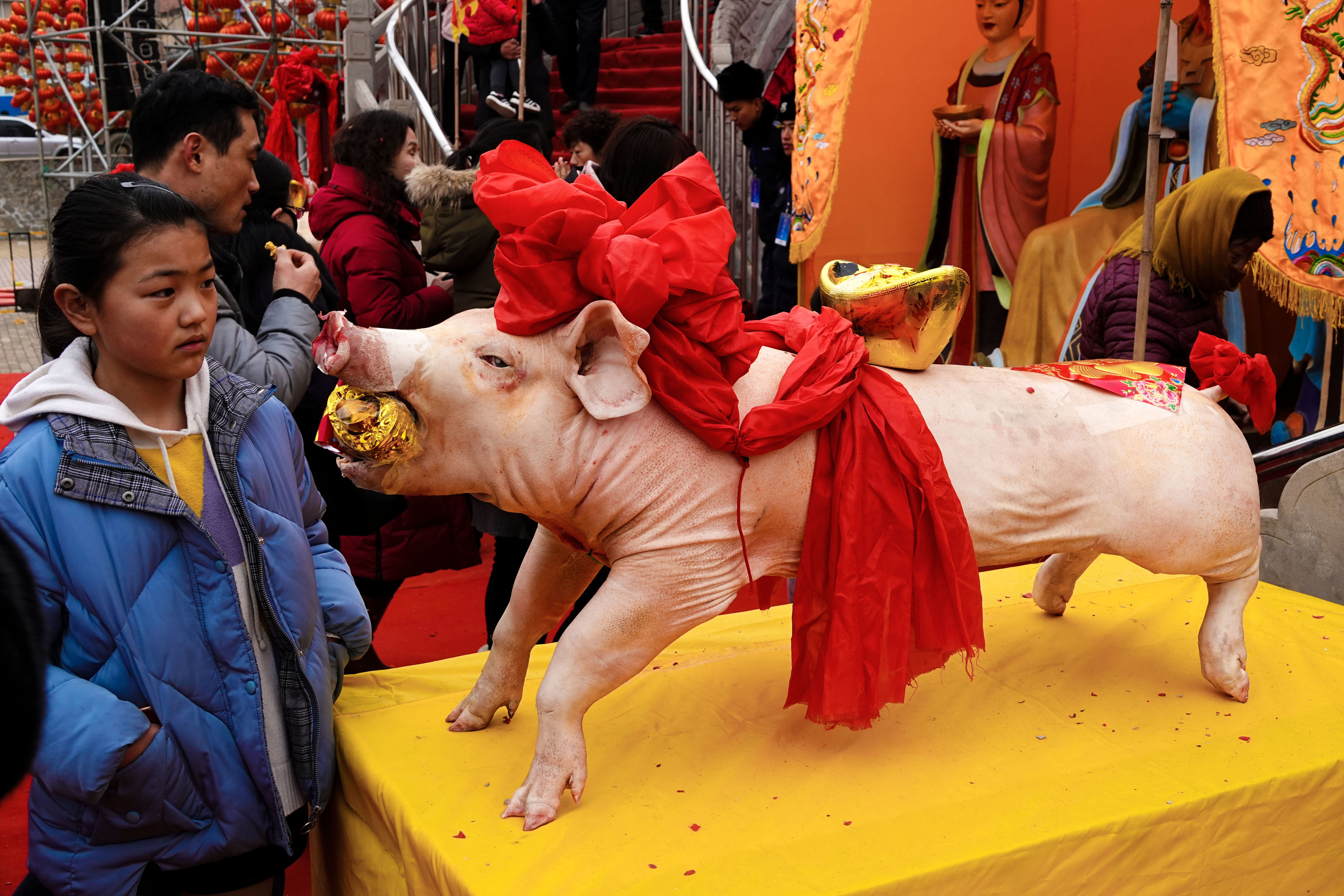 在胶东地区举行祭祀活动时,常常会看到摆放猪头当贡品,其实这里面有