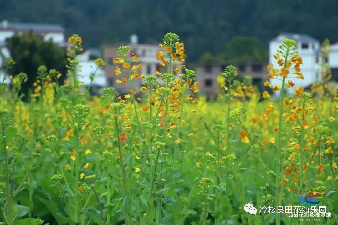 生态赣州——崇义县良田花海影视基地 千亩彩色油菜花