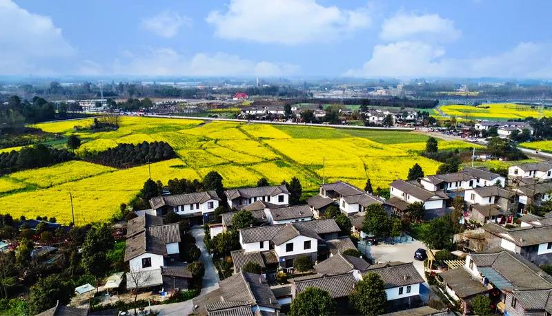 四川乡村振兴网红案例调研十一三道堰青杠树村乡村旅游发展纪实