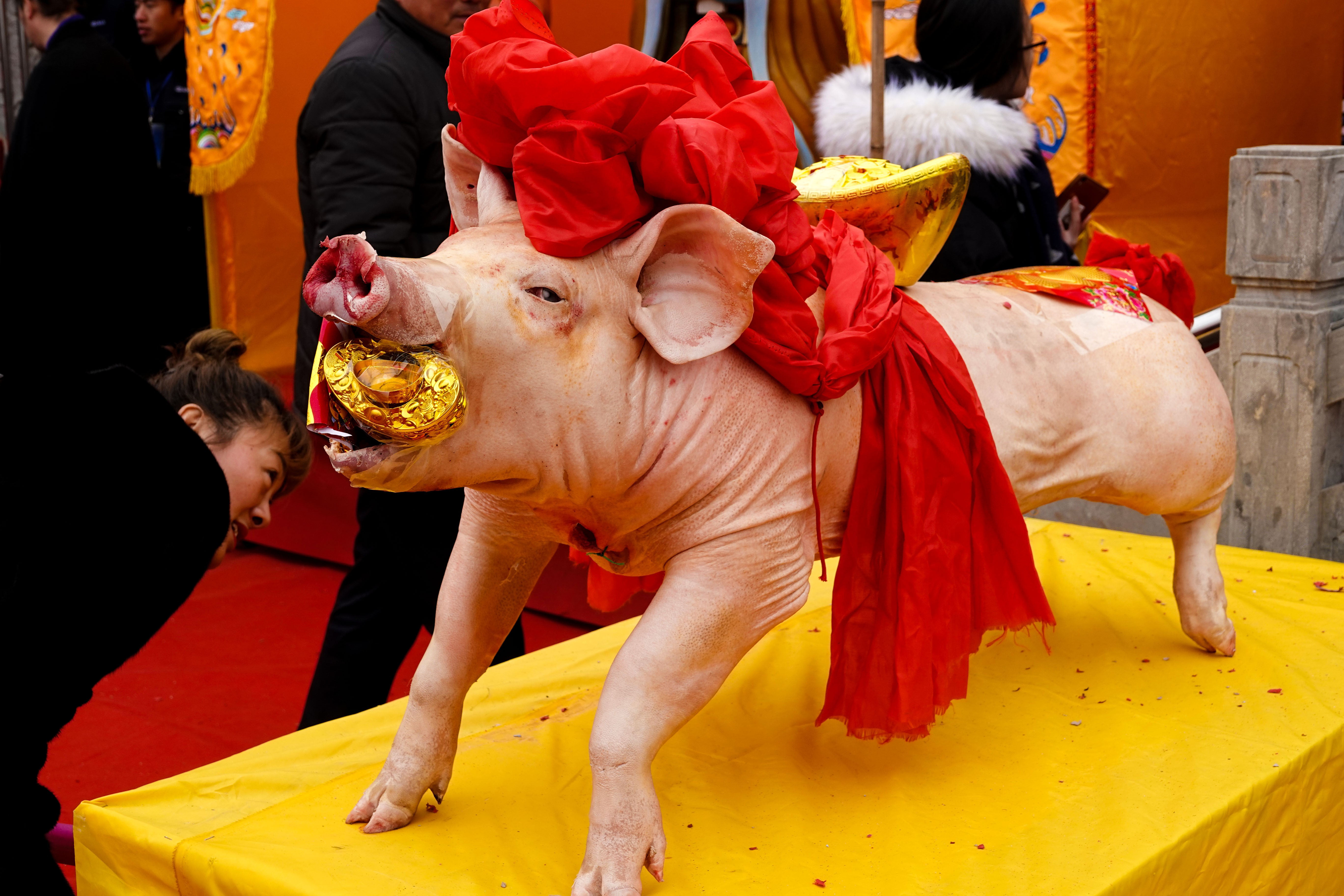在胶东地区举行祭祀活动时,常常会看到摆放猪头当贡品,其实这里面有