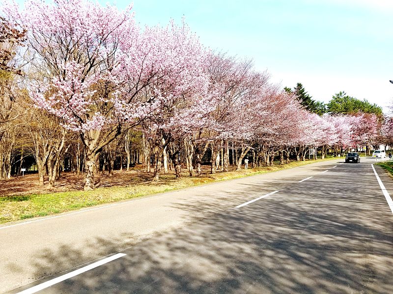 宽阔的感觉不同凡响,并有北海道遗产,百大樱花名胜等众多殊荣,是日本