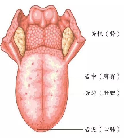 伸伸舌头就知道五脏六腑哪里不好!