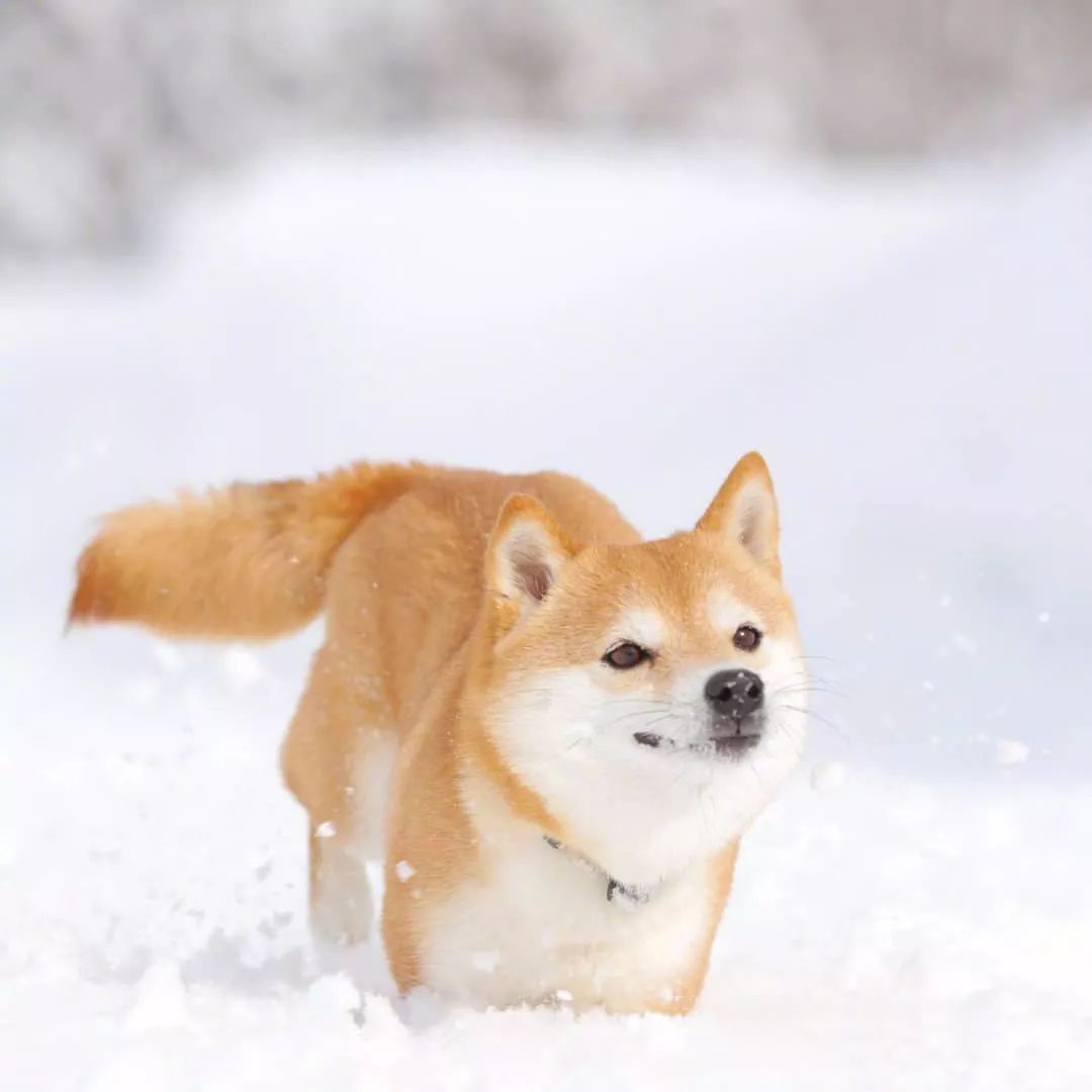 乖萌小豆柴的冬日写真 玩雪真得敲开心哒 小家伙