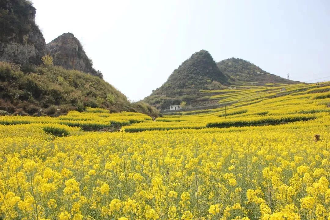 阳春三月 相约抵簸|去油菜花海中徜徉_木岗镇