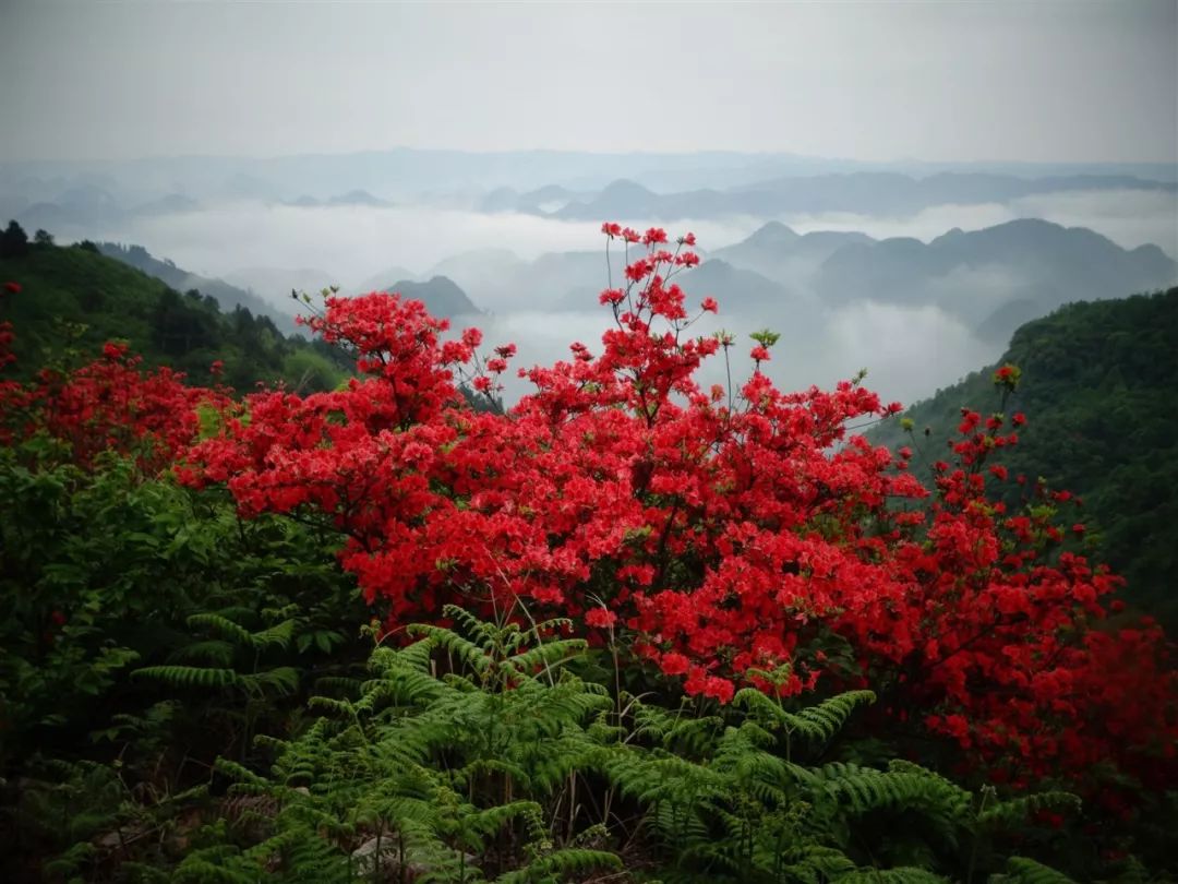 春天来了,映山红开了,太漂亮了!