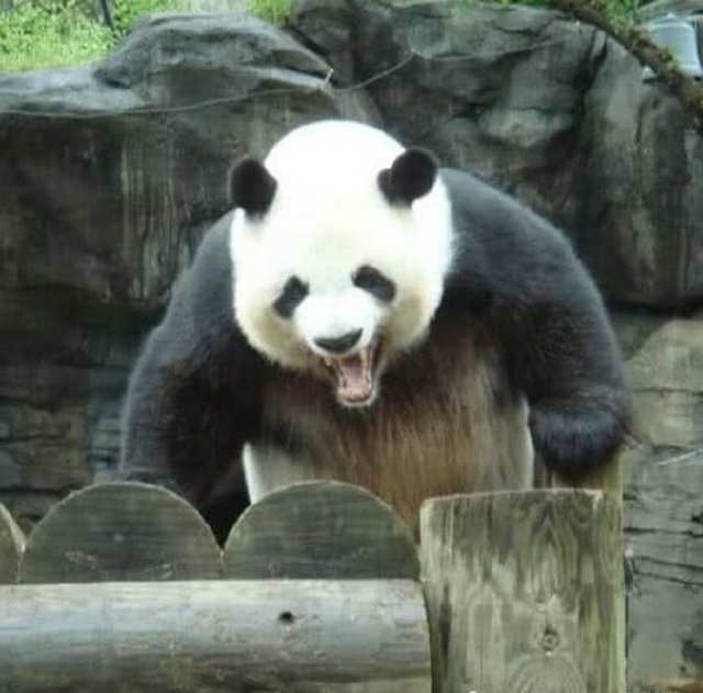 女孩掉進了熊貓園，三只大熊貓氣勢洶洶跑來，場面是這樣的 寵物 第4張