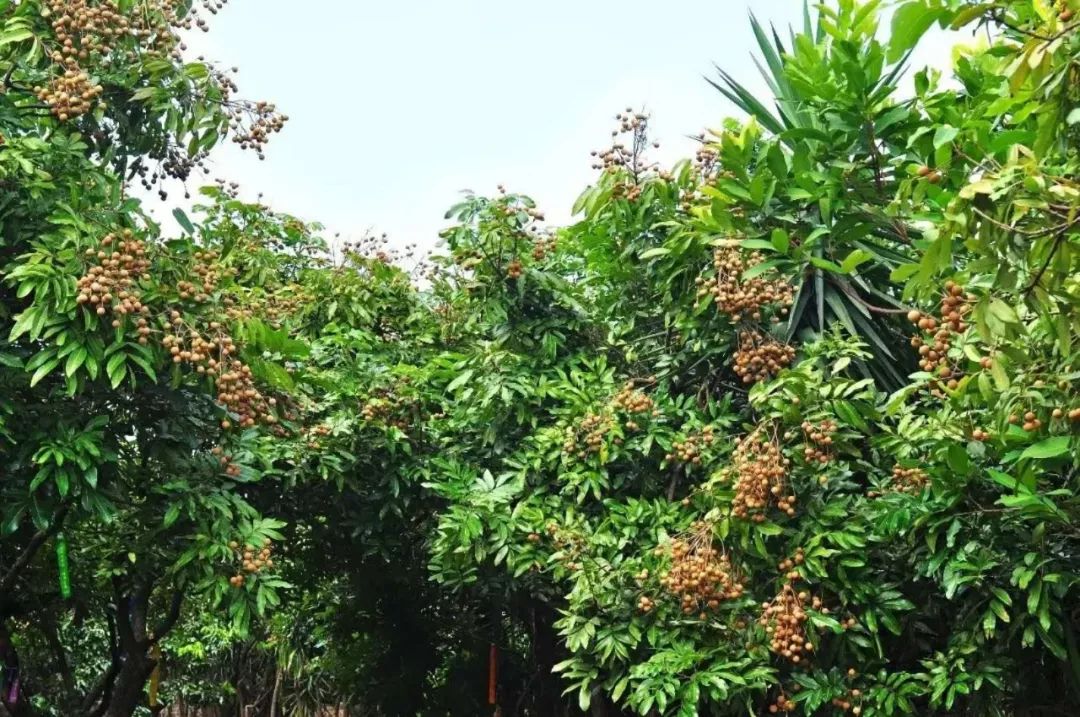 这株植物就是现在常见的龙眼树