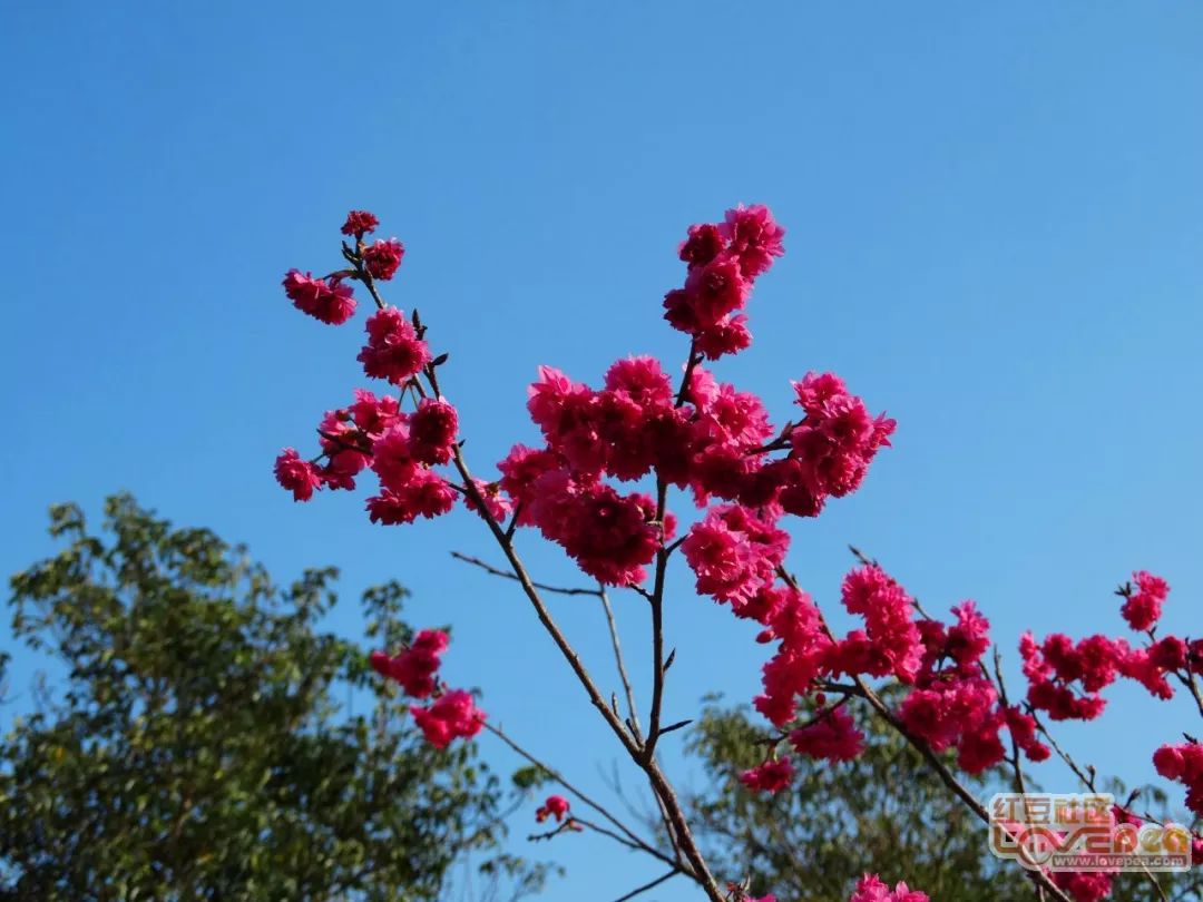 美丽玉林你见过五彩田园的樱花这般美丽的姿态吗