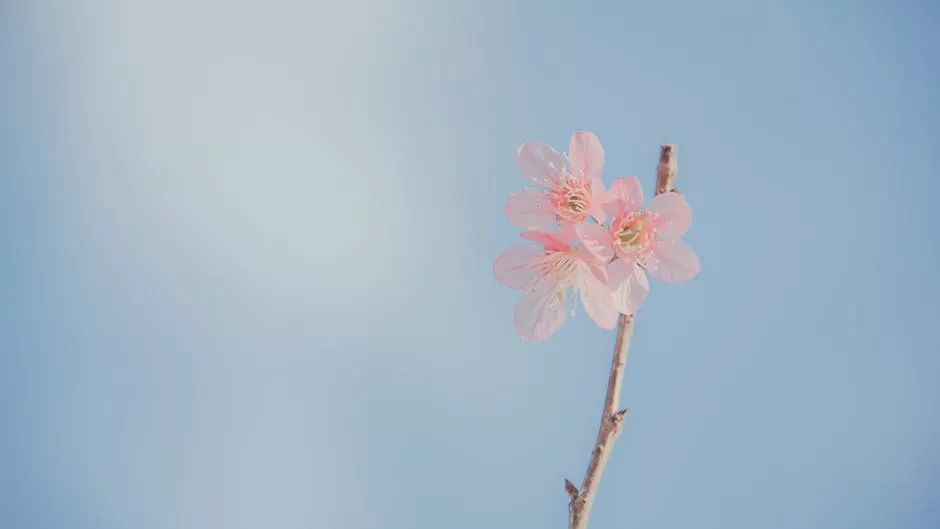 善待自己,才能微笑向暖;学会释然,方能明媚如歌;你若懂得,便是从容